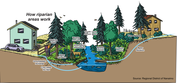 2024-Jan-18 How Riparian Areas Work Graphic