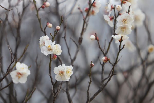 plum-blossoms-7129237_1280