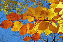 Fall Foliage gold and blue H2